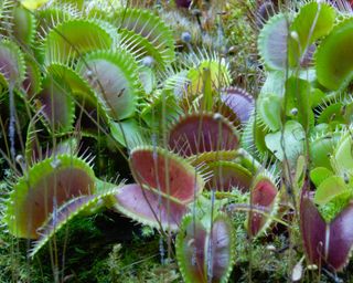 Venus fly trap growing wild on a mossy jungle floor
