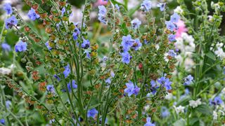 Blue Chinese Forget-me-nots