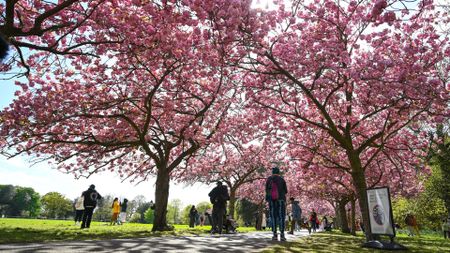 an image of people spending time in Greenwich Park where cherry blossom trees bloom with the arrival of spring in London