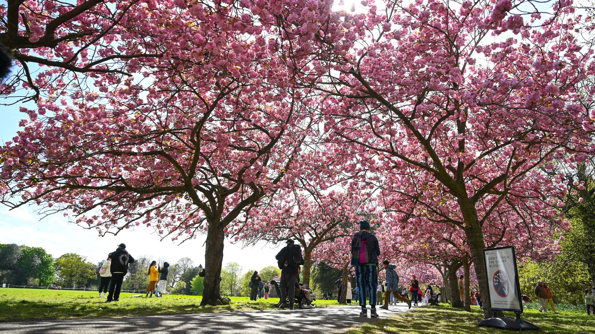 an image of people spending time in Greenwich Park where cherry blossom trees bloom with the arrival of spring in London