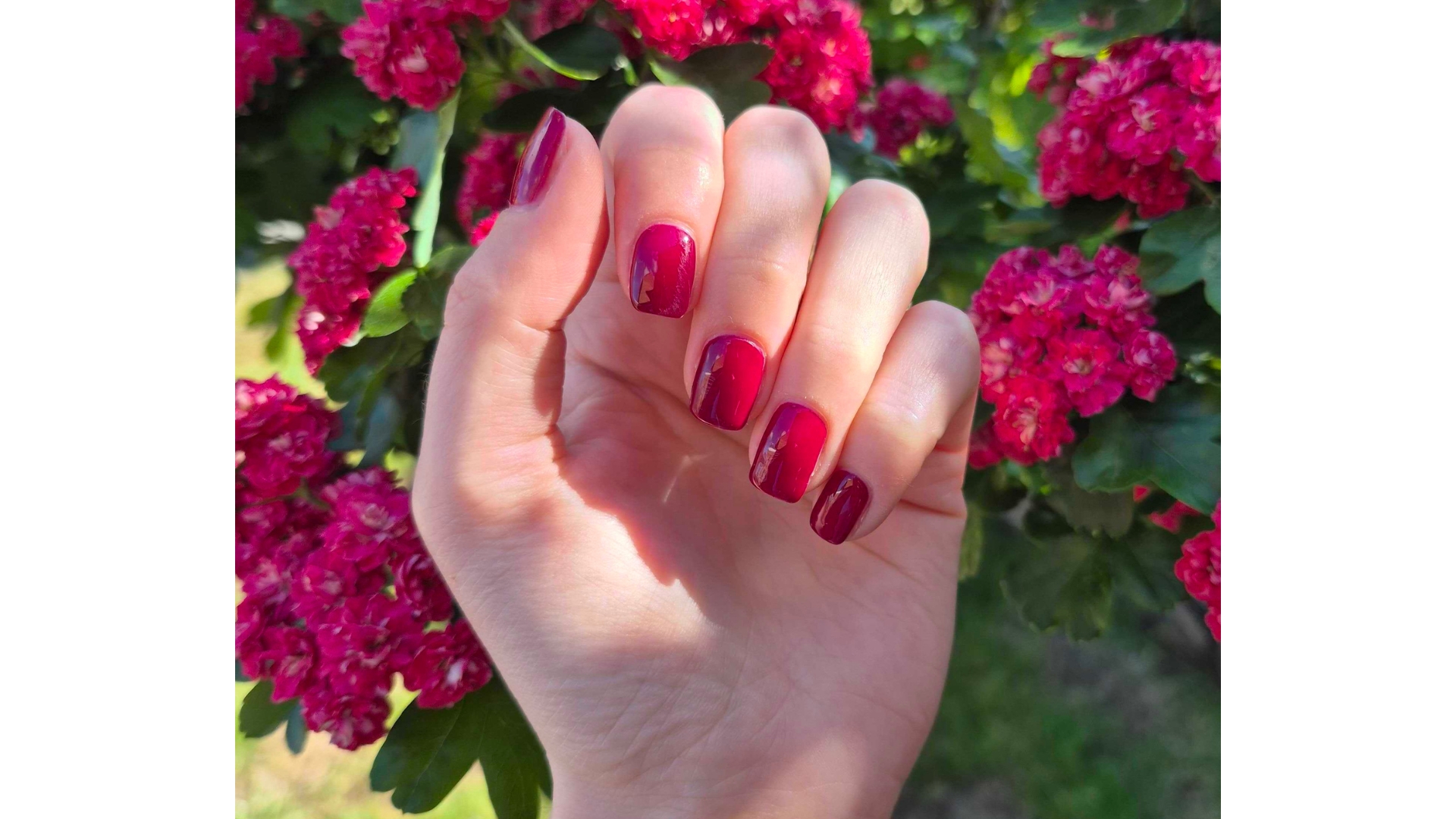 A close-up of Digital Beauty Writer, Naomi Jamieson's berry red square nails, pictured in front of a similarly berry-pink blossom tree