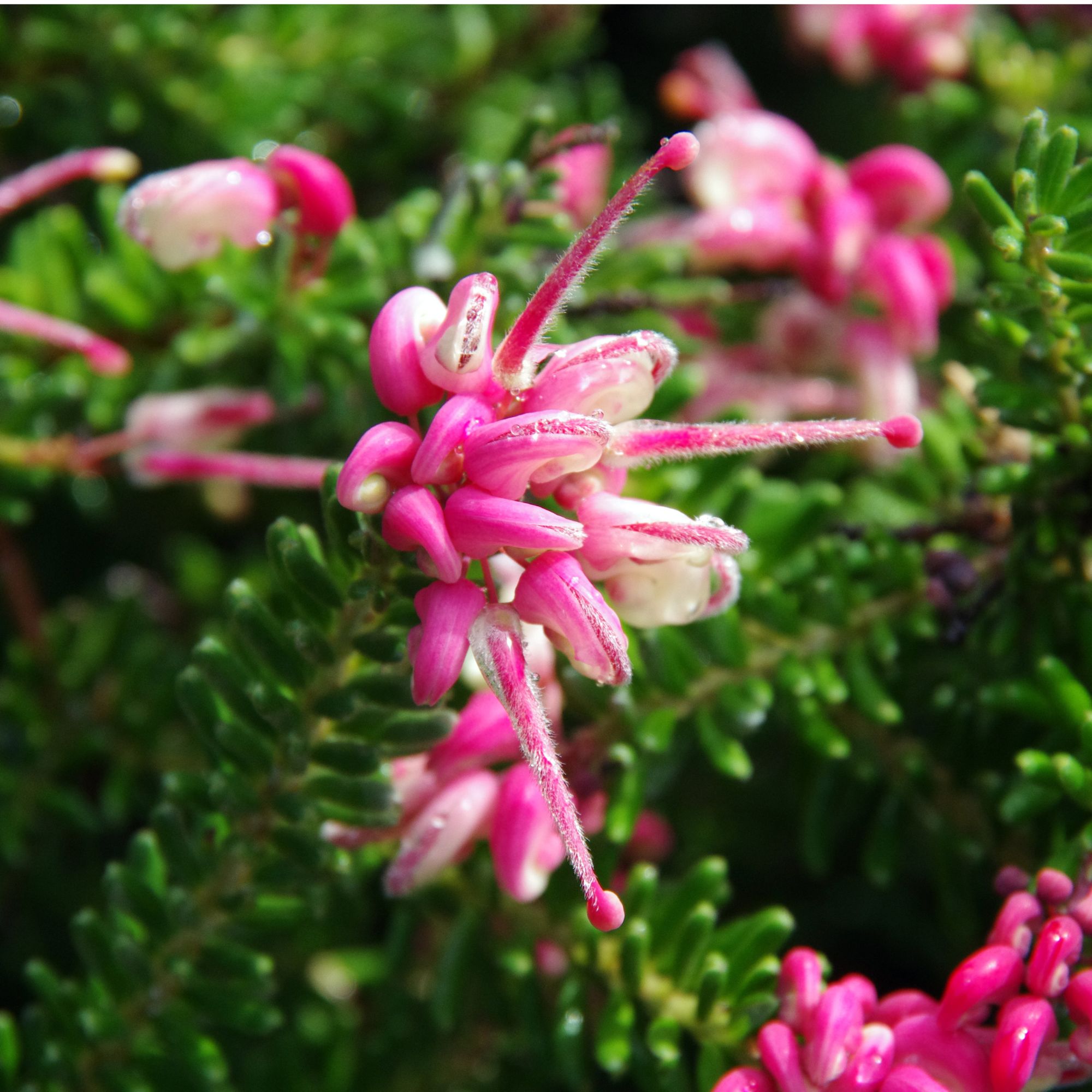 Flowering Grevillea lanigera 'Mount Tamboritha'