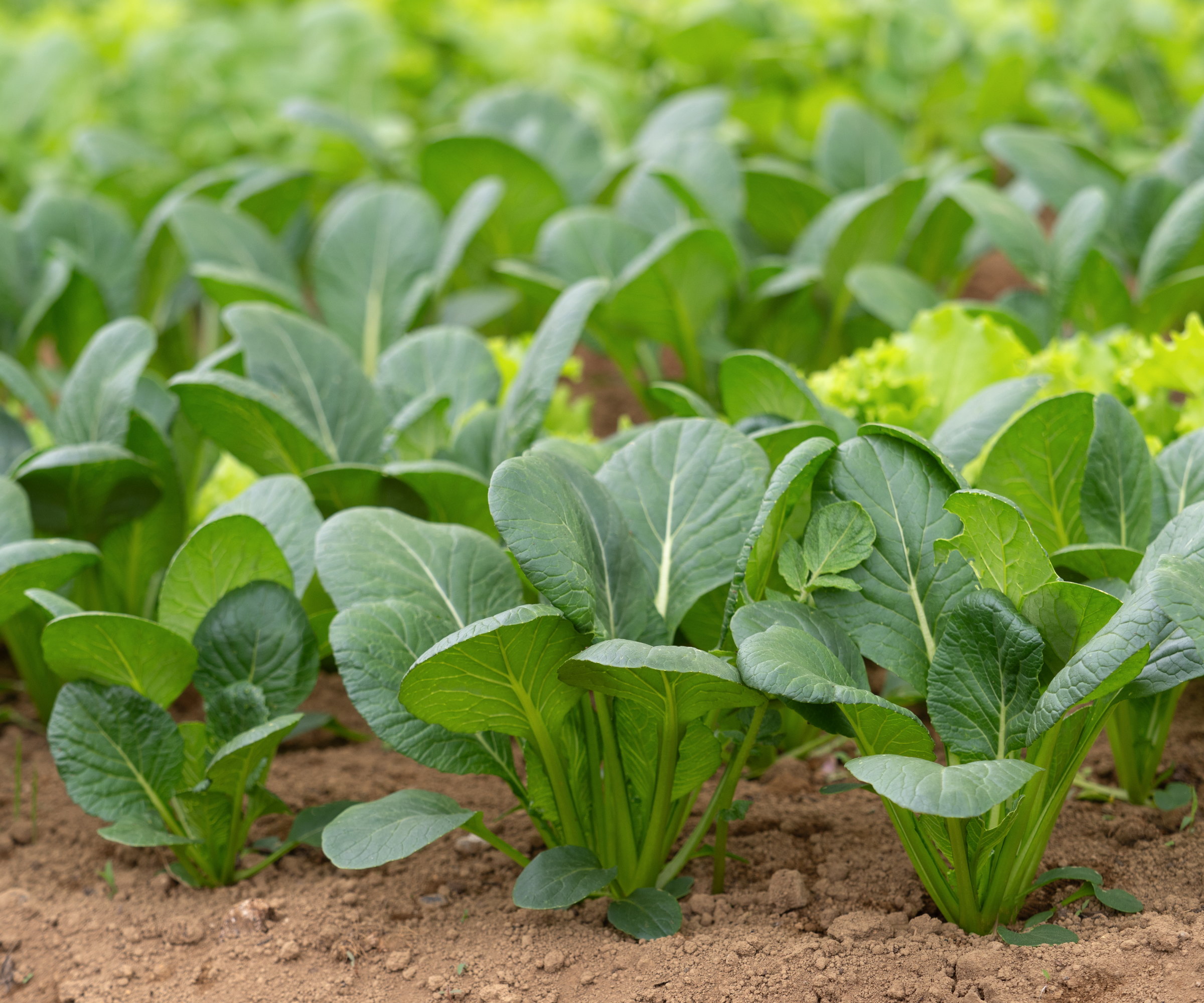 Komatsuna, or Japanese mustard spinach, plants growing in a field