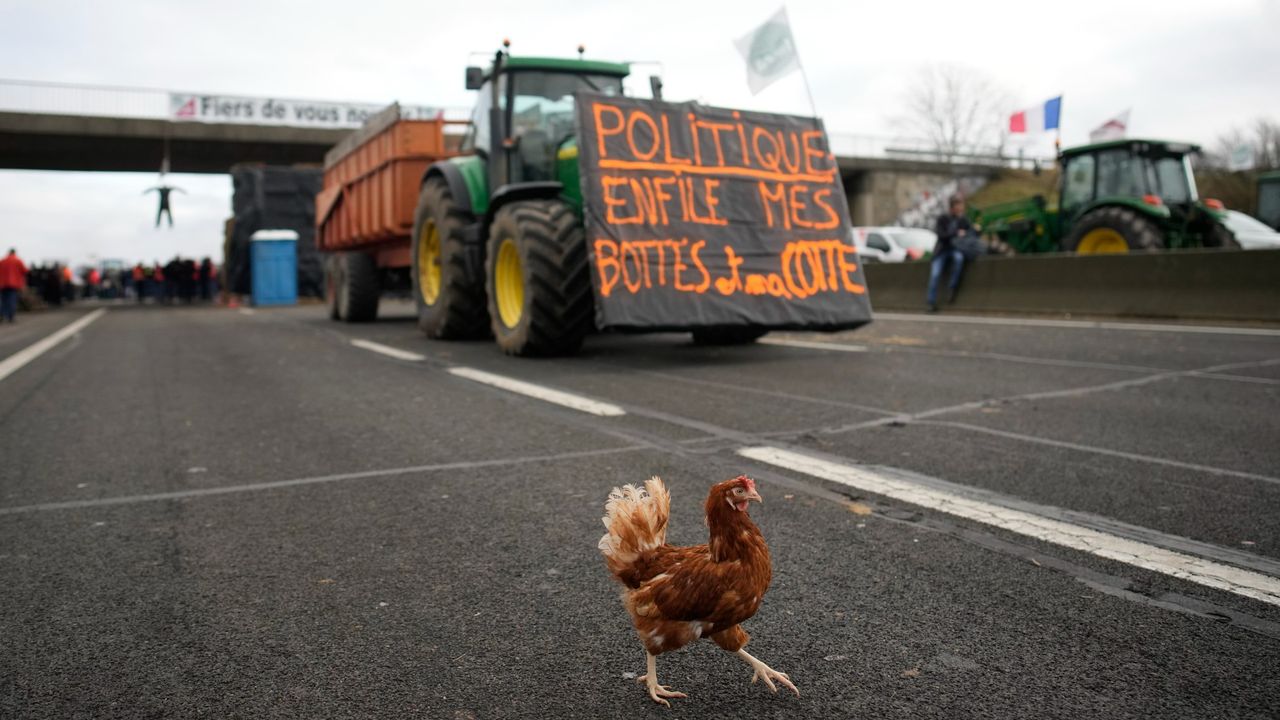 A rooster crosses the highway during farmer protests in France