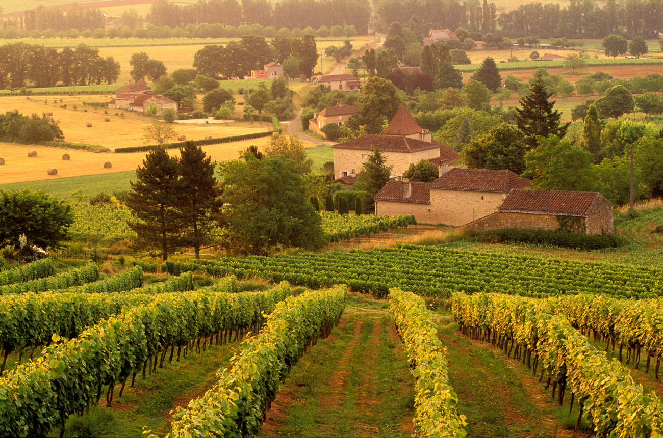 Vineyards near Cahors