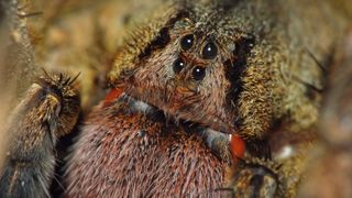 A close-up picture of a Brazilian wandering spider showing its eyes and mouthparts.