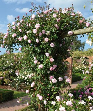 The Generous Gardener climbing rose from David Austin Roses growing over a timber pergola