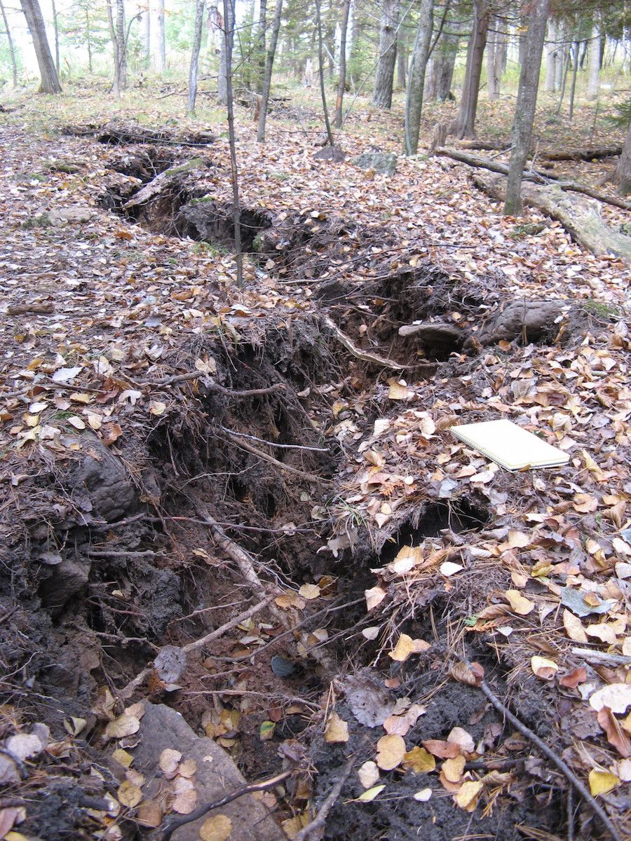 A long crack that popped up in a Michigan forest on Oct. 4, 2010, uprooted trees and caused others to tilt.