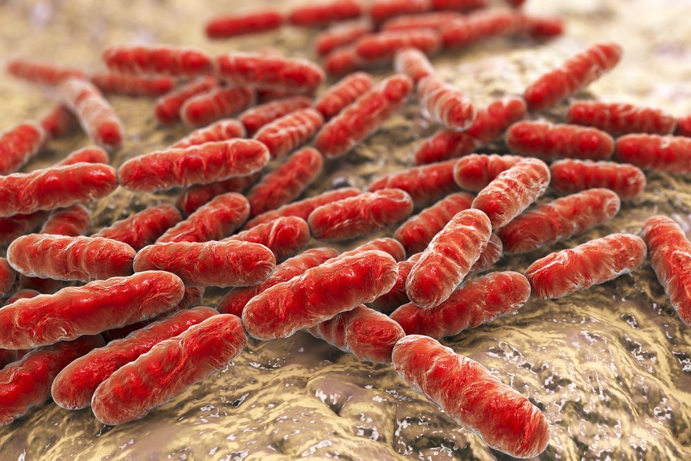 A computer image of Bacteria Lactobacillus, bacteria which are normally found in the human intestine, and are are used as probiotics and in yogurt production.