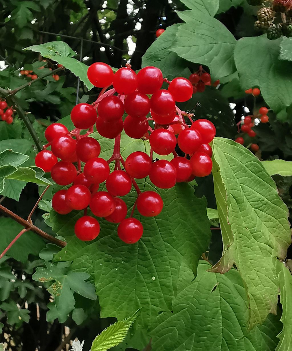 When and how to prune viburnum bushes