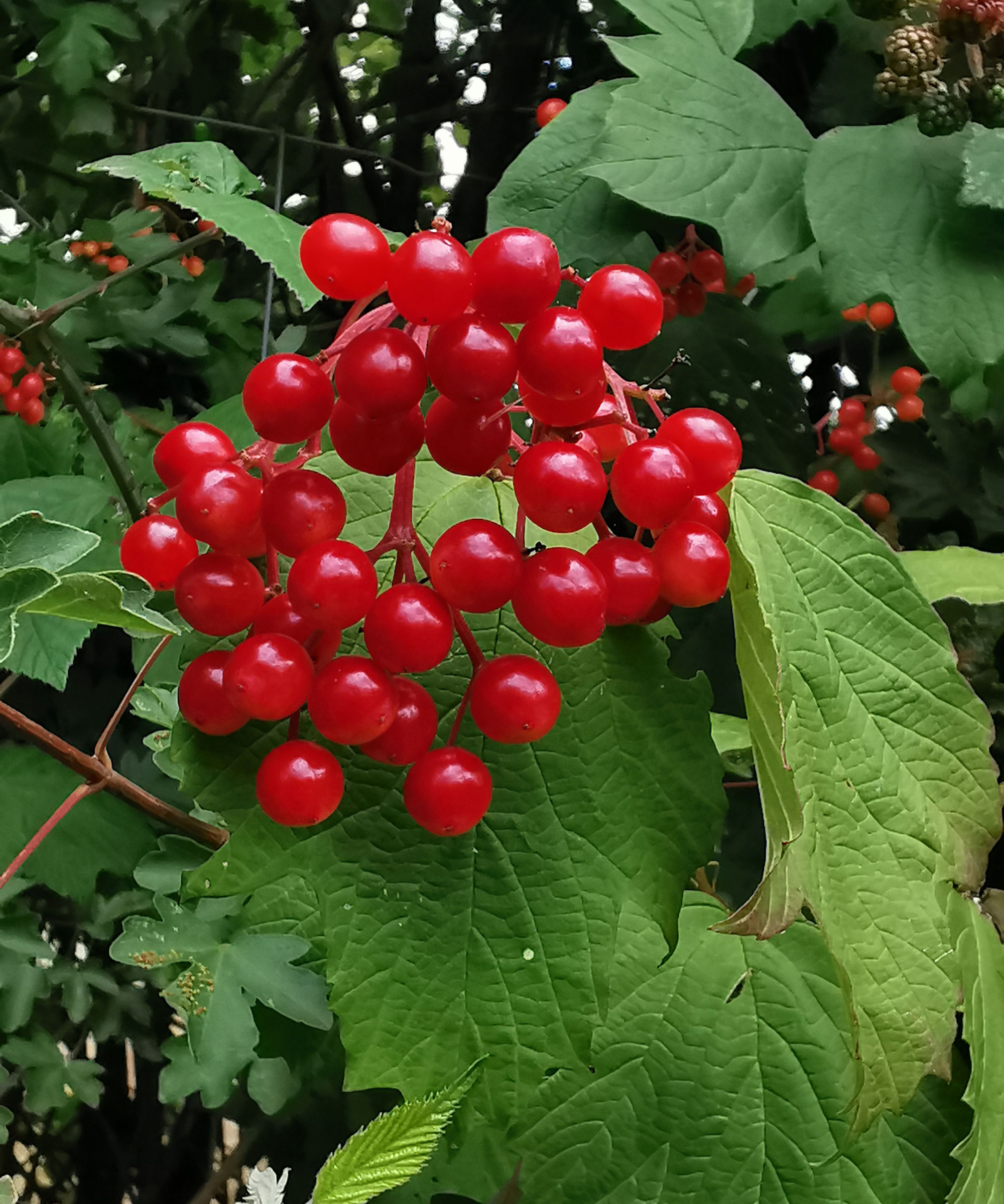 When and how to prune viburnum bushes