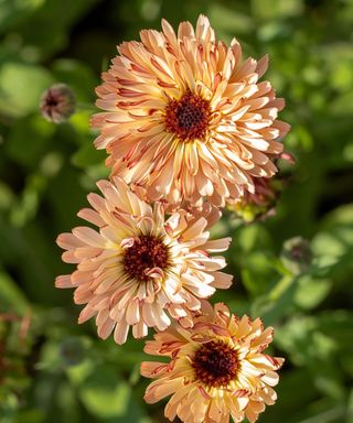 Fawn-pink Calendula Touch of Red Buff is ideal for cutting for the vase