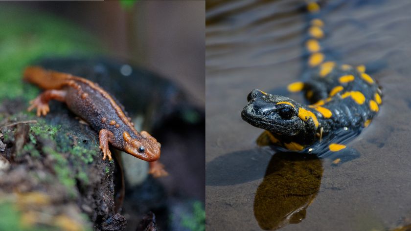 a side-by-side comparison of a newt and a salamander