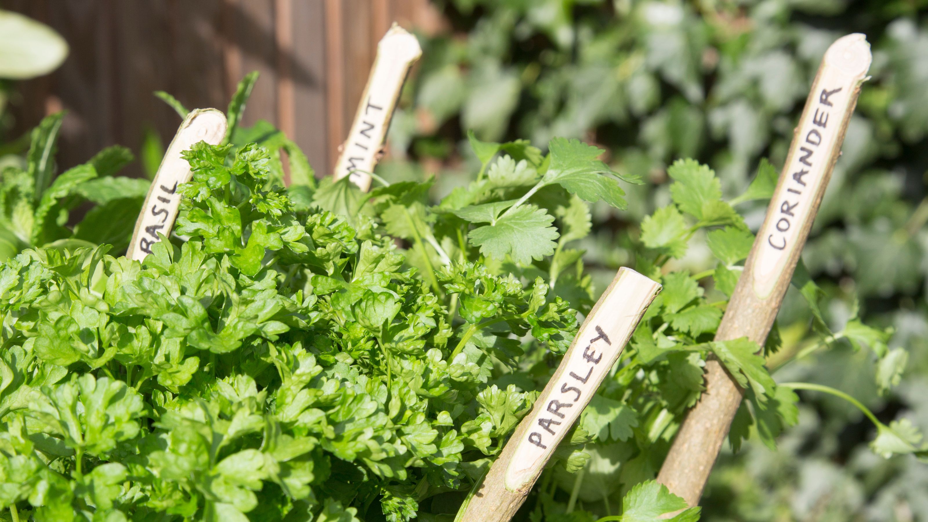 Labelled basil, mint, parsley and coriander herb plants in garden