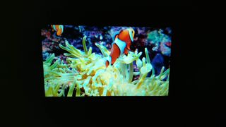 Clownfish Test