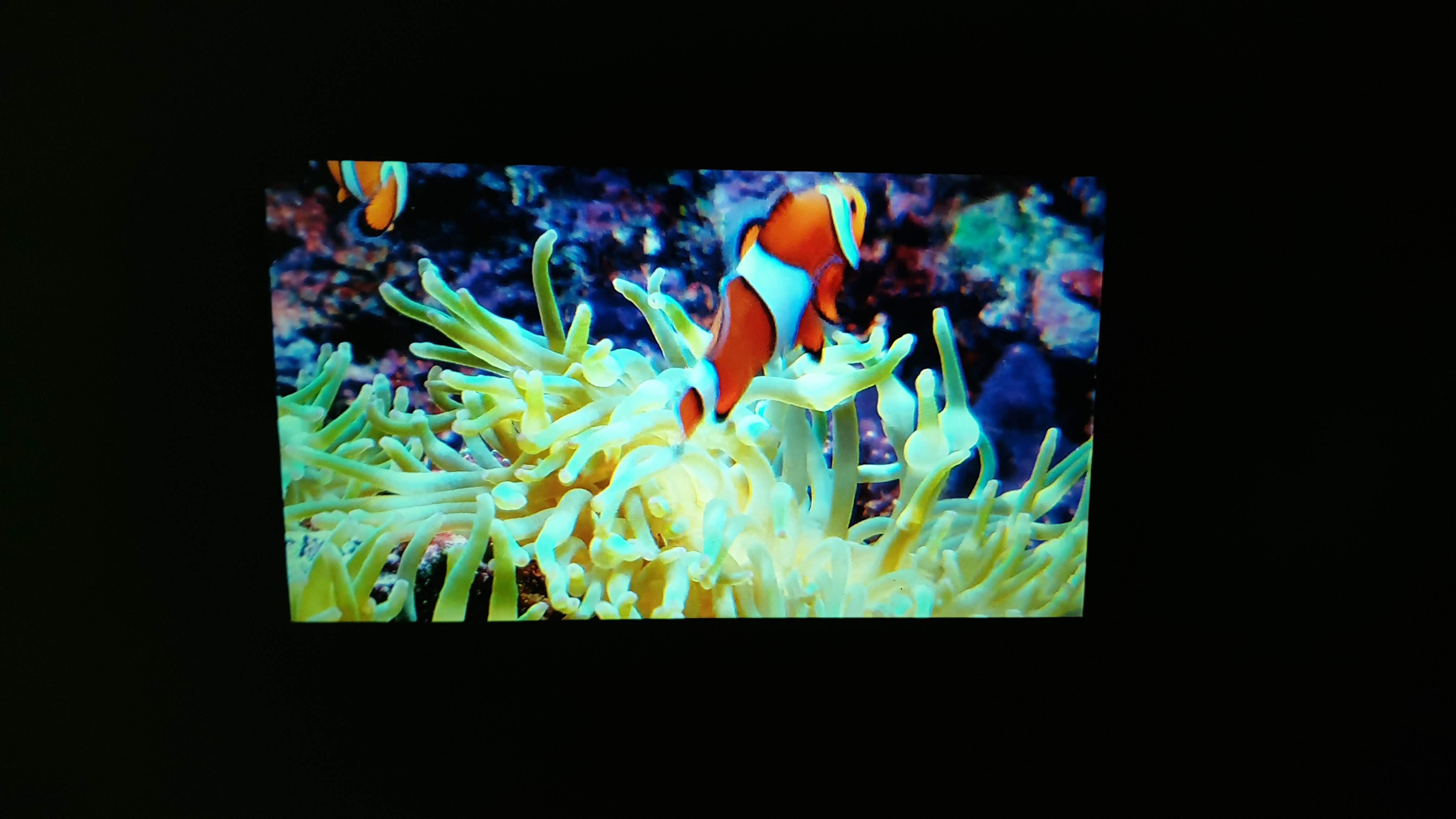 Clownfish Test