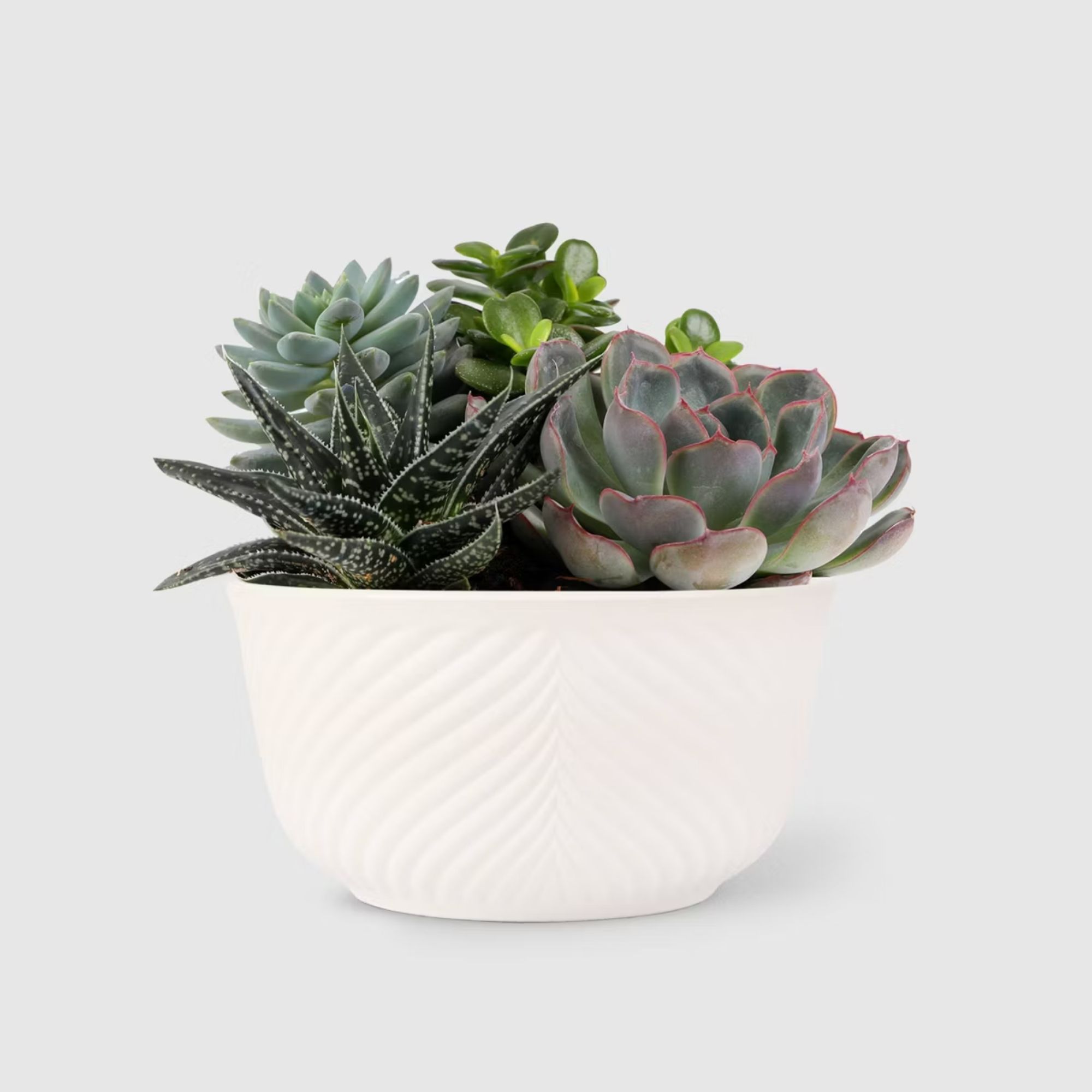 Live 6" Succulent Garden Houseplant