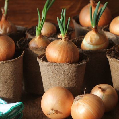 Onions growing in small biodegradable pots