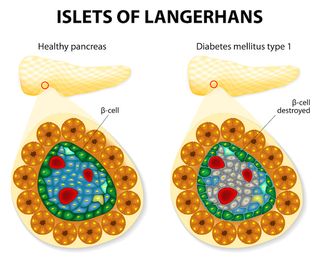 islet of langerhans