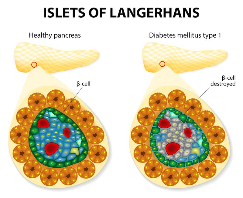 islet of langerhans