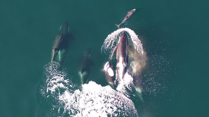  Dolphin with a pod of northern resident killer whales.