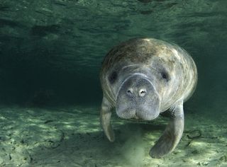 A manatee in the water