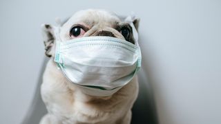 Pets at home dog wearing mask