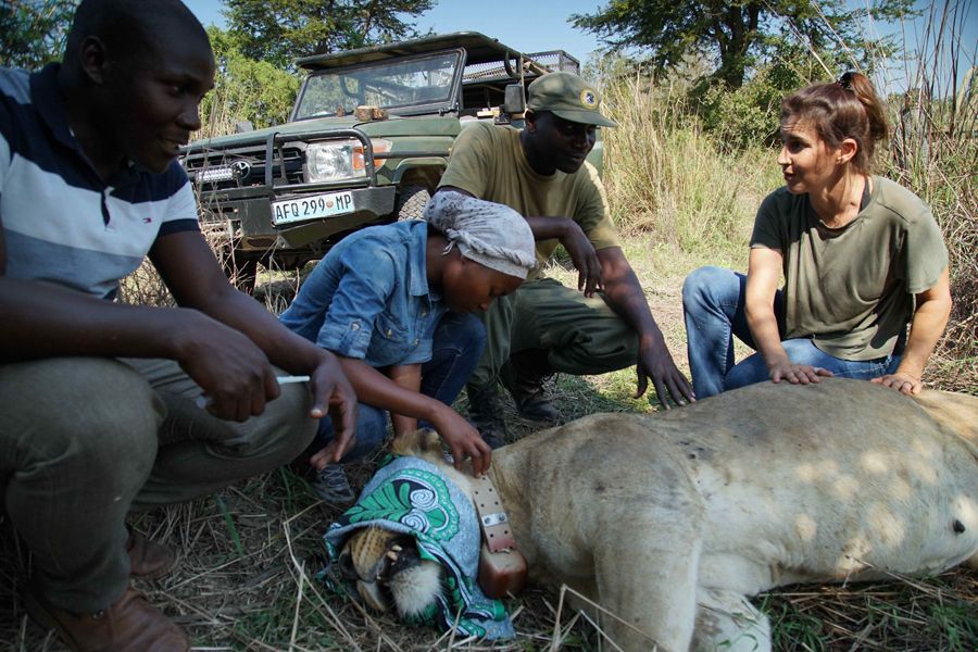 Paola Bouley and Lion Project Team monitor the growing lion population in Gorongosa National Park