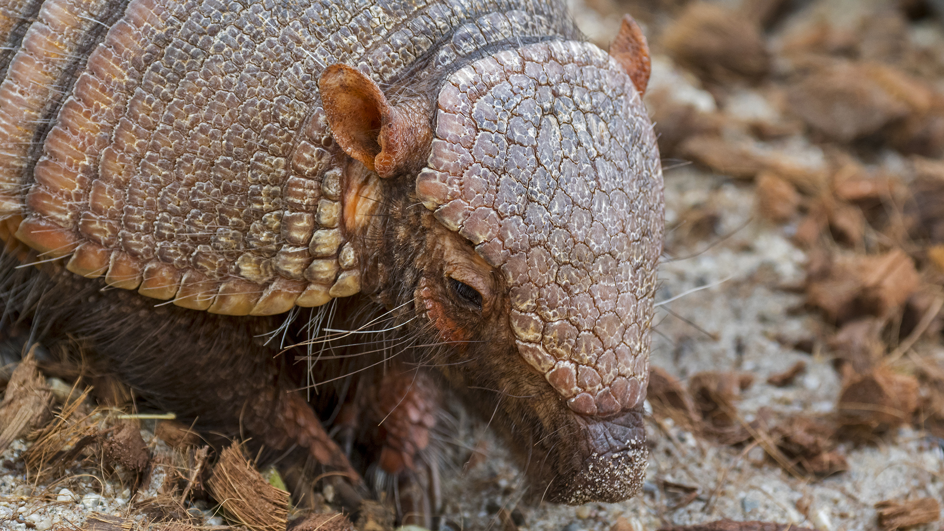 A screaming hairy armadillo having a quiet moment.