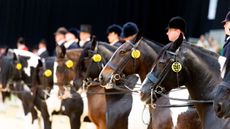 Horse of the Year Show (HOYS) has covid protocols in place.