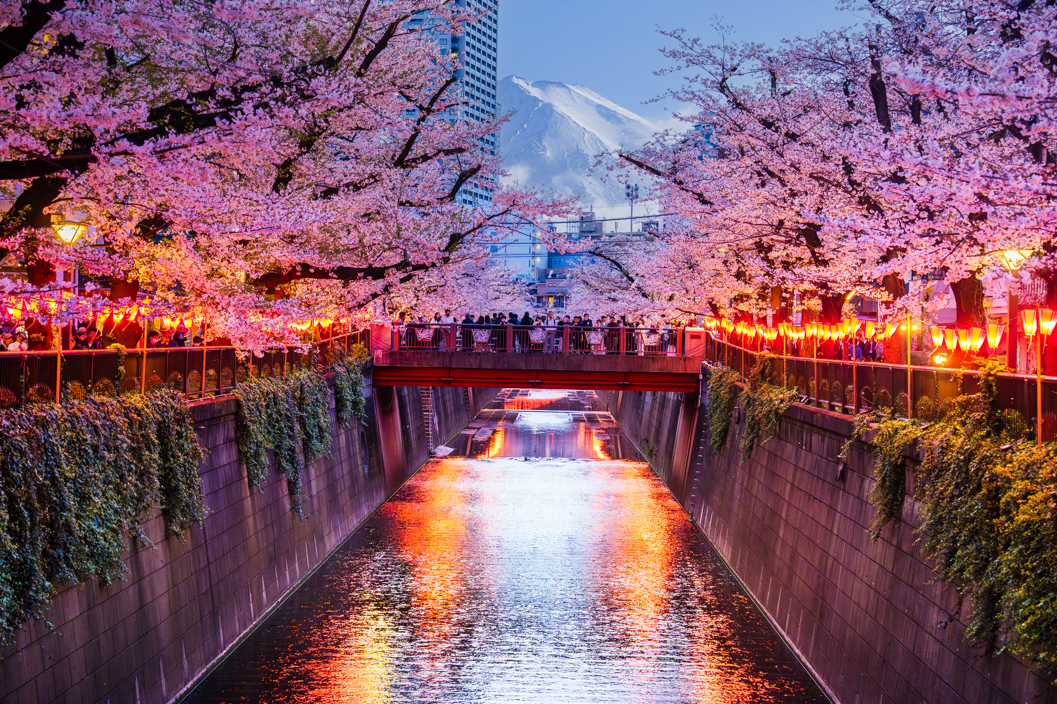 Cherry blossoms line a tranquil river illuminated by warm lanterns, creating a magical atmosphere which captures the essence of spring in a picturesque urban setting in Japan.