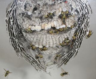 Revolt In The Hive Why Worker Wasps Sometimes Kill Their Queens Live Science