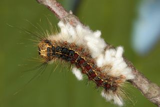 caterpillar killed by parasites
