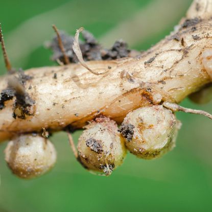 Nitrogen nodules on a soybean root
