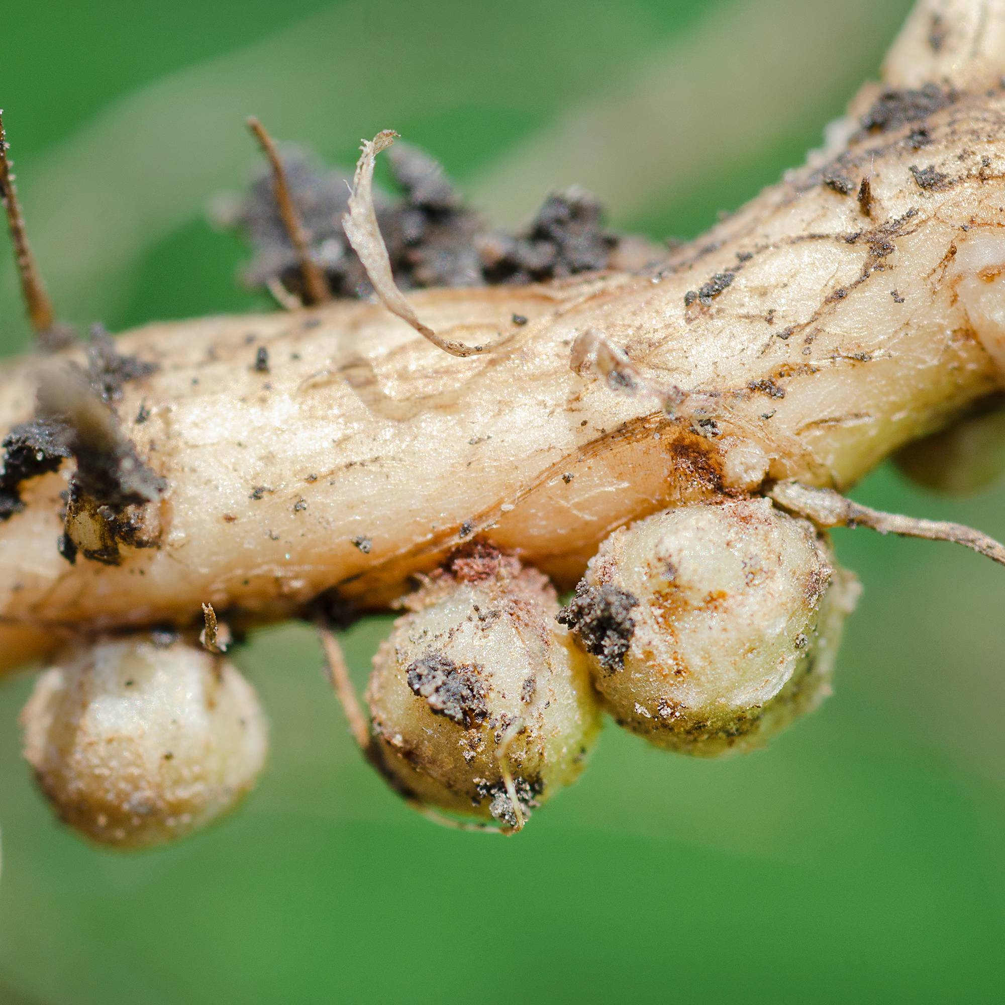 Nitrogen nodules on a soybean root