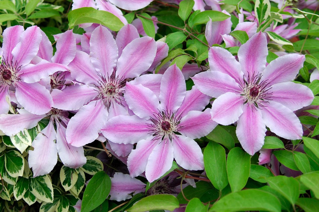 how to prune clematis: Pruning clematis &#039;Nelly Moser&#039; happens in early spring and straight after flowering Image: Alamy B24T80