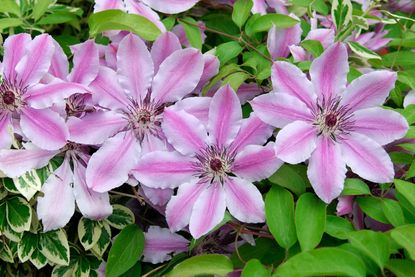 how to prune clematis: Pruning clematis 'Nelly Moser' happens in early spring and straight after flowering Image: Alamy B24T80