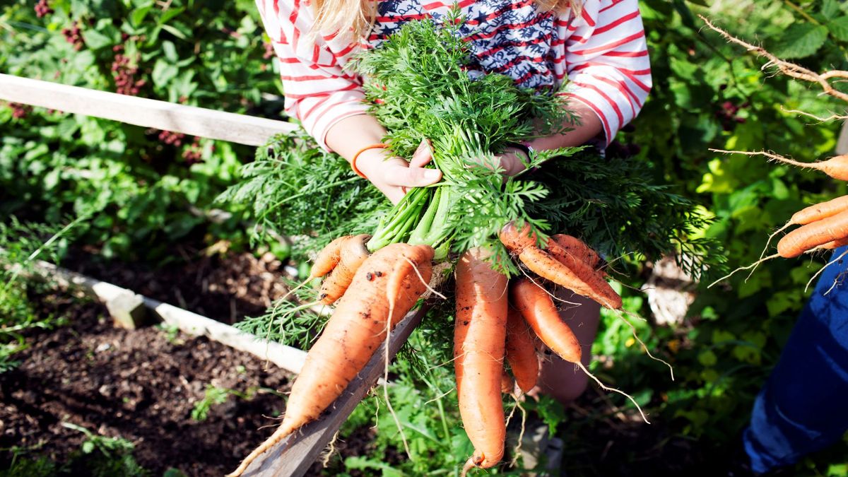  New York Botanical Gardens is launching online gardening classes to show you how to grow vegetables at home