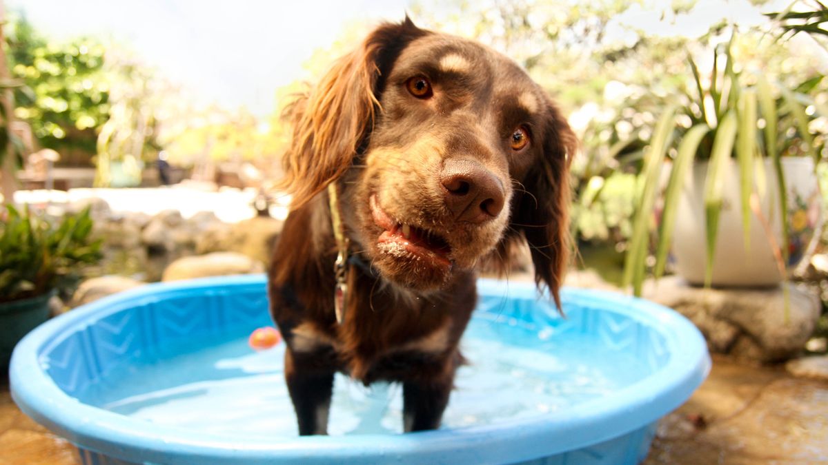 Pet paddling pools: get these delivered tomorrow with Amazon Prime | T3