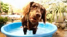 Pet paddling pools: get these delivered tomorrow with Amazon Prime