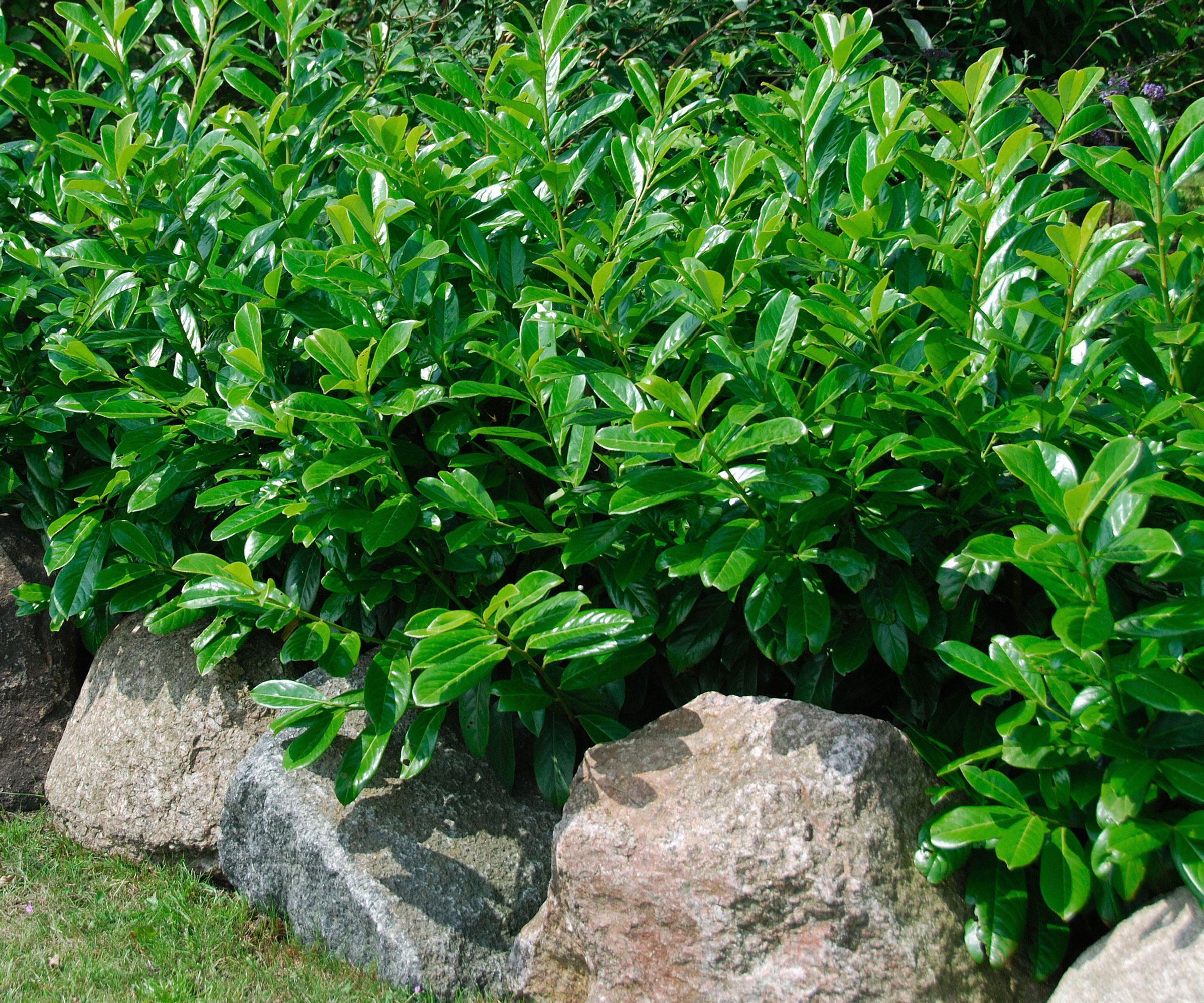 skip cherry laurel shrubs growing near rocks in garden