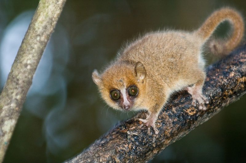 A gray mouse lemur (&lt;em&gt;Microcebus murinus&lt;/em&gt;), which is endemic to Madagascar, shown here in Ranomafana National Park, Madagascar. They are some of the smallest primates, with a head and body length of just 4.7 to 5.5 inches (12 – 14 cm) and a tail len