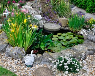 A healthy garden pond surrounded by irises and other flowers