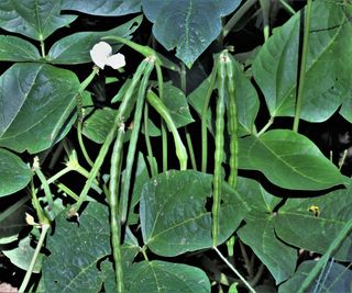 Black-eyed peas plants growing in the garden