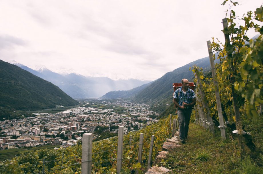 Valtellina Wine Top Producers