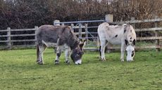 Ivor-and-Abigail-together-in-their-field-at-The-Donkey-Sanctuary-in-Sidmouth.jpeg