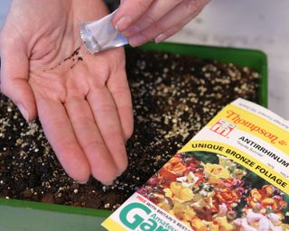 Sowing snapdragons in a seed tray