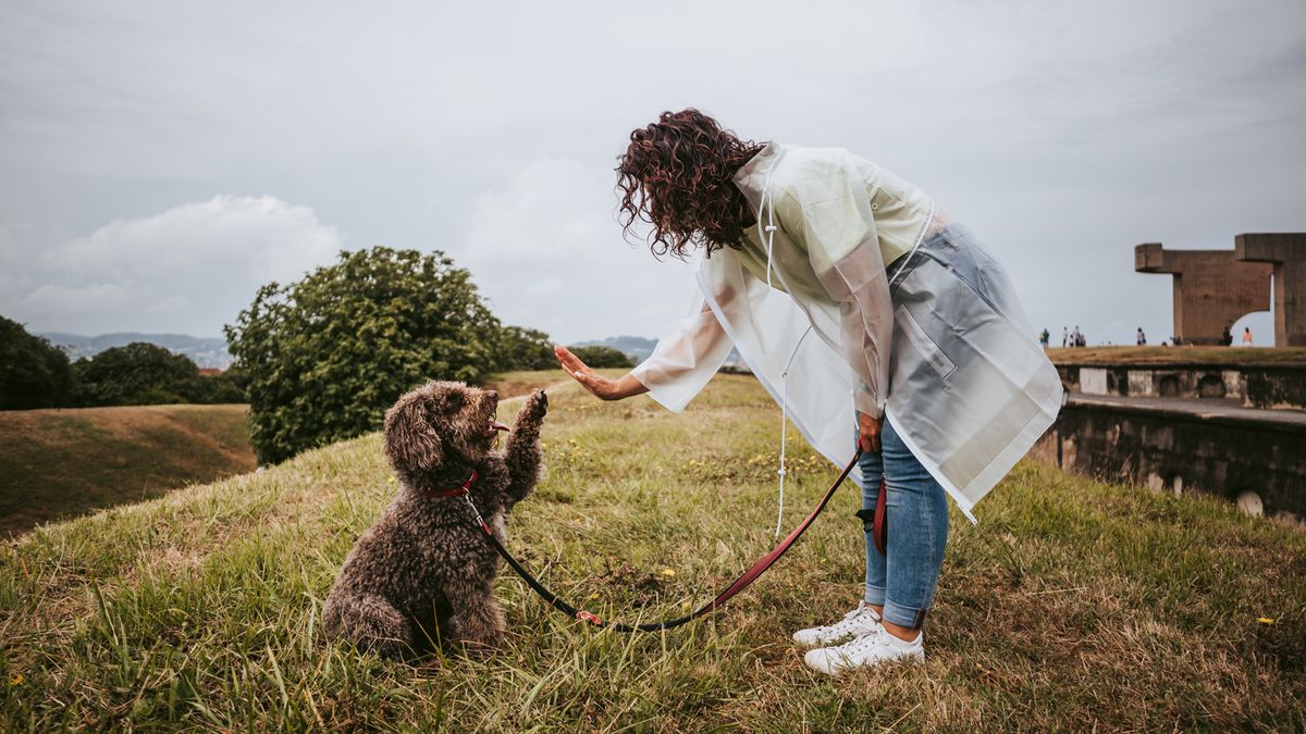 Dog reaches to touch owner&#039;s hand