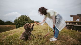 Dog reaches to touch owner's hand