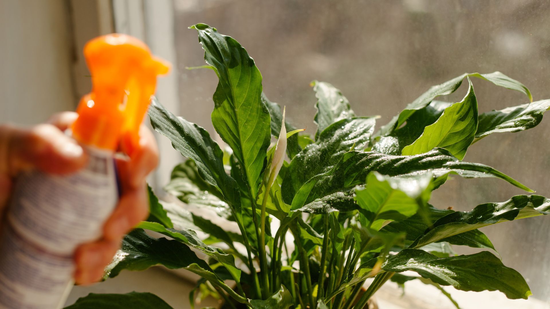 woman spraying peace lily plant to combat peace lily leaves drooping